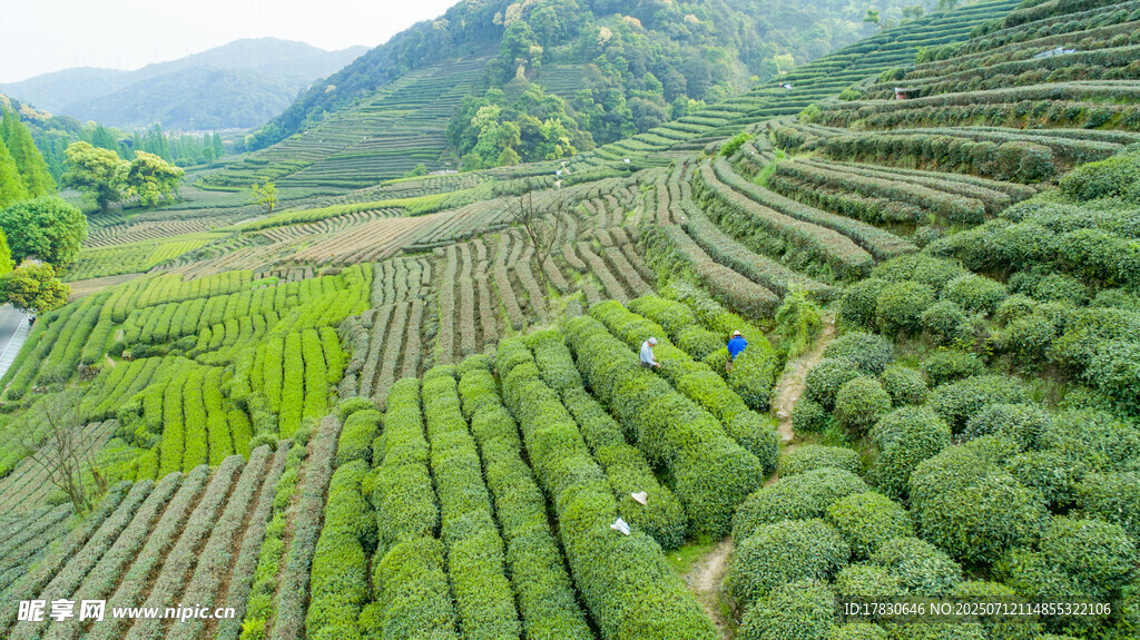 航拍翠绿梯田茶园美景