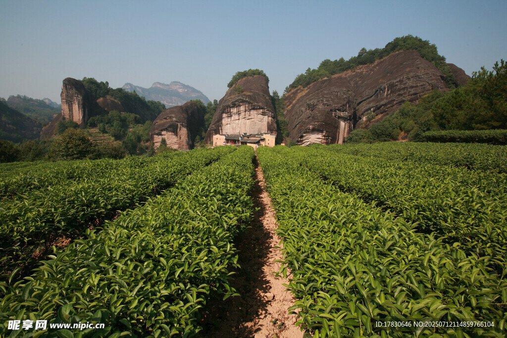 山间茶园美景