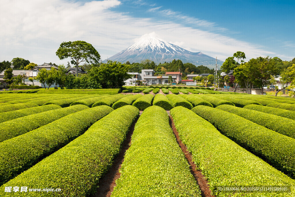 富士山下的翠绿整齐茶园