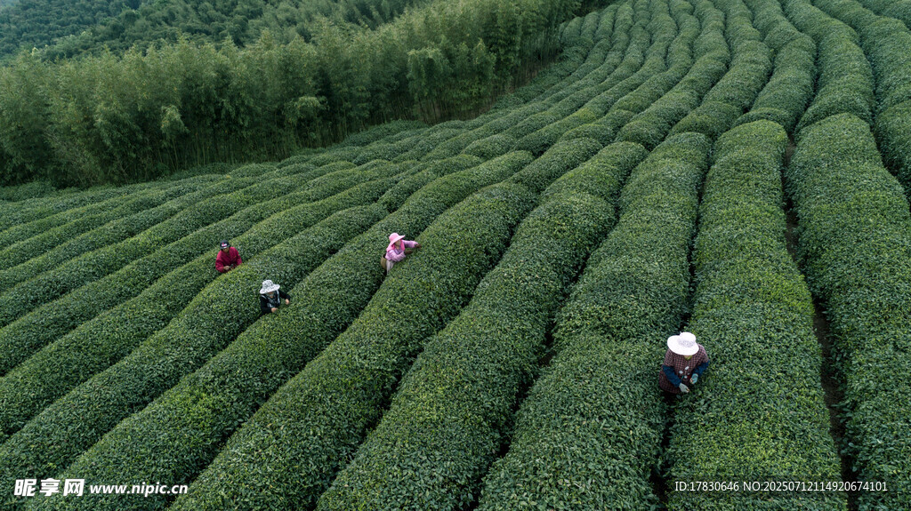 茶园劳作景象