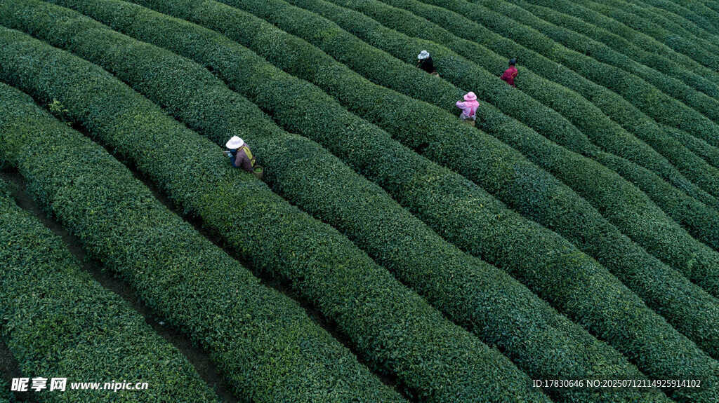 茶园劳作景象
