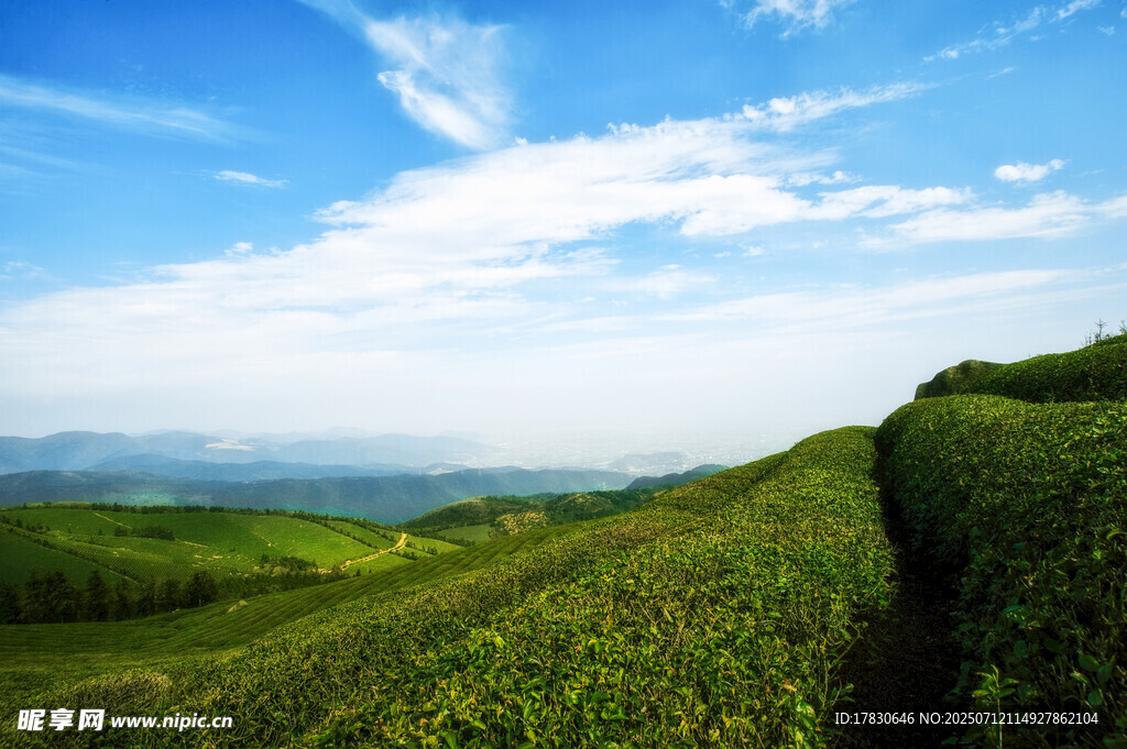 翠绿茶园与蓝天白云美景