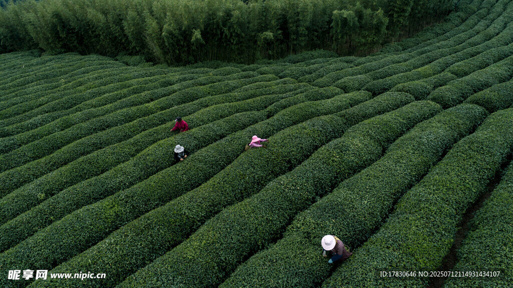 茶园劳作景象