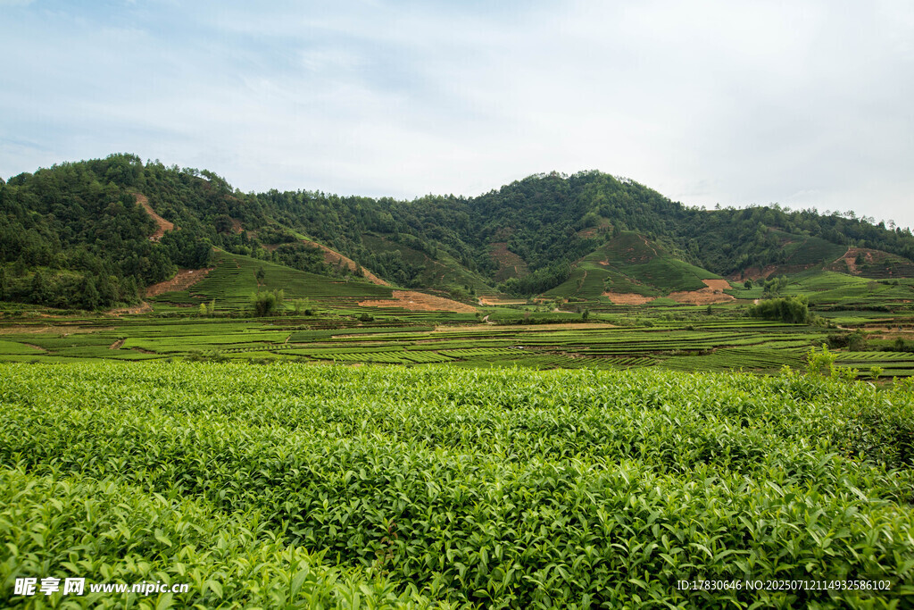 翠绿茶园与远山美景