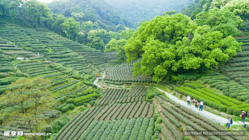 山间梯田绿意盎然美景