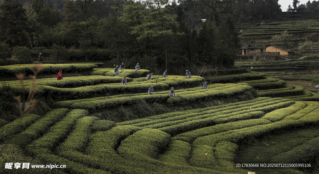 层层叠叠的美丽绿色茶园