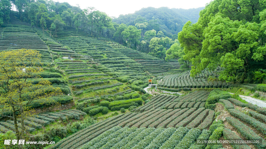 山间梯田茶园美景