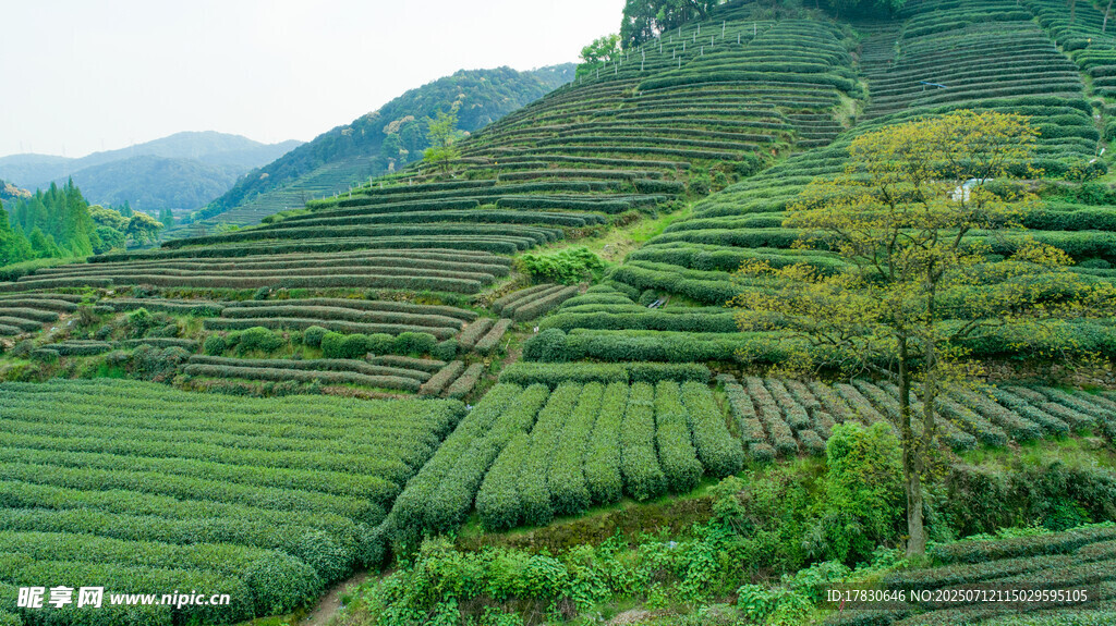 层层叠翠的美丽茶山风光