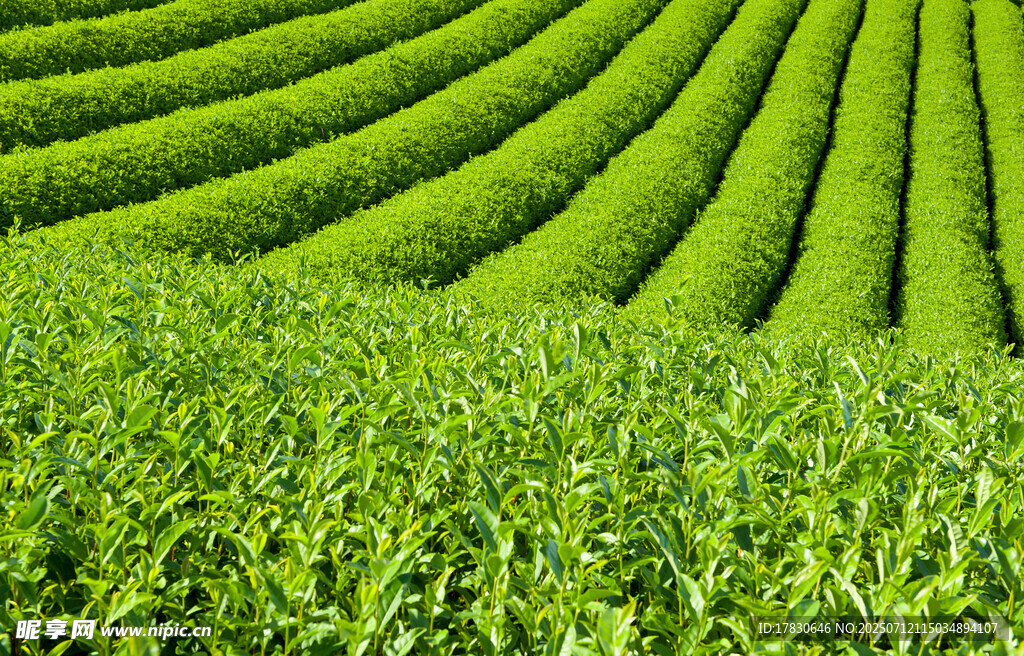 层层叠翠的绿色茶园景观