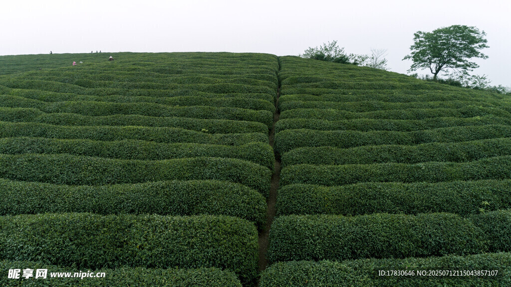 层层叠翠的广袤茶园