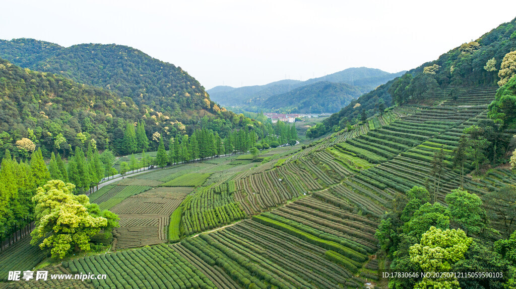 山间梯田绿意盎然美景