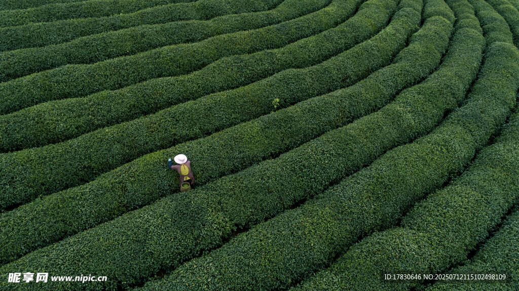 茶园中独行的身影