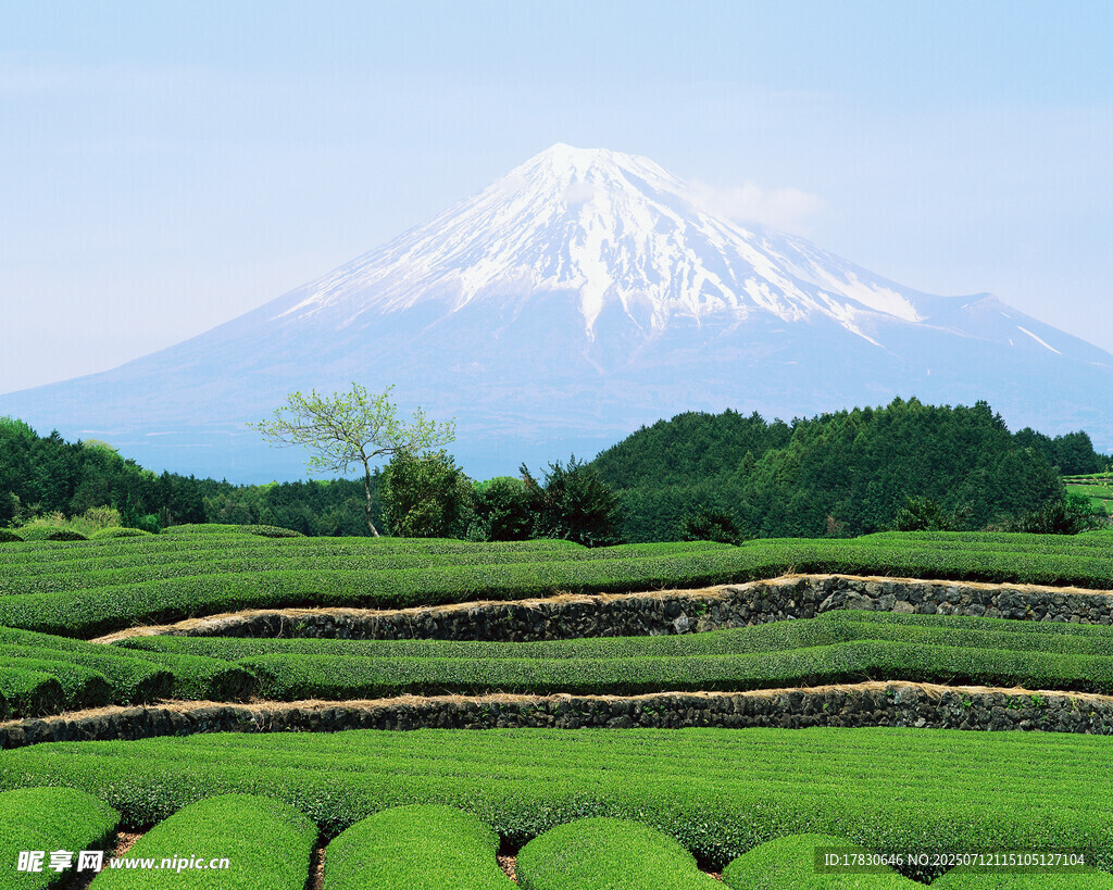 富士山下的翠绿茶园风光