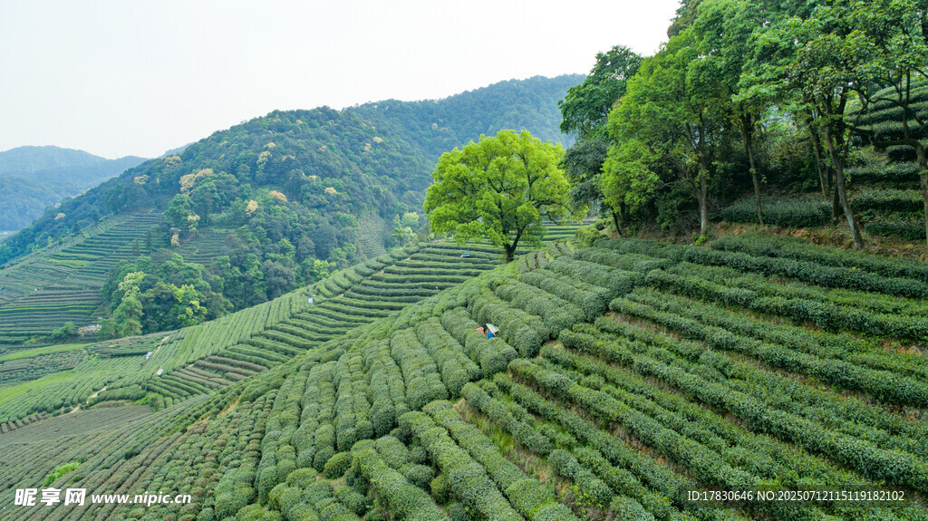 翠绿梯田茶园风光