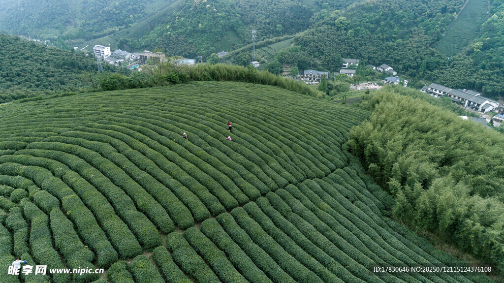 航拍壮观的绿色梯田茶园