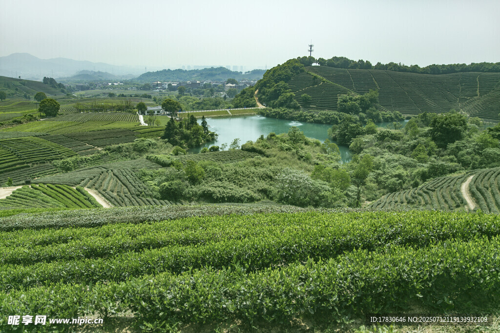 山间茶园美景