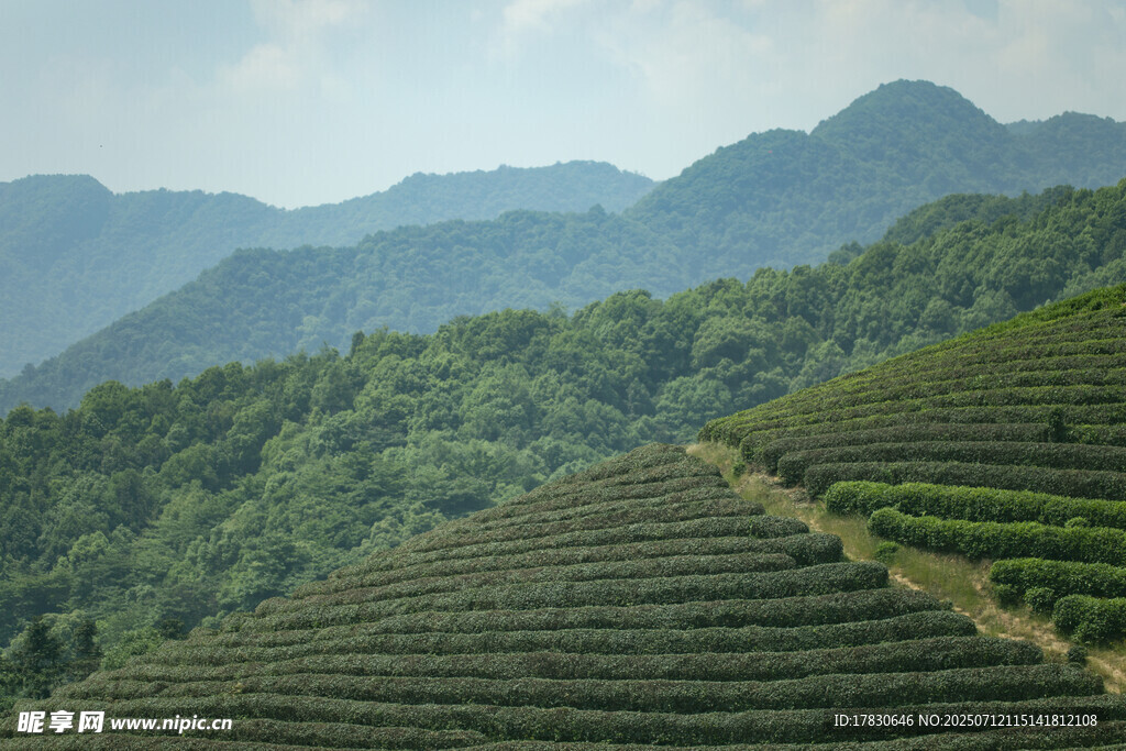 山间梯田茶园美景