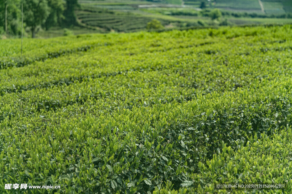 翠绿茶园风光