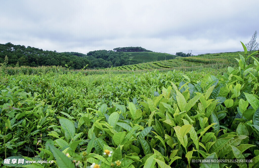 绿意盎然的广袤田野