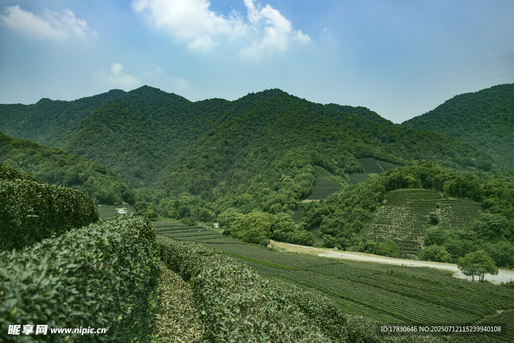山间茶园美景