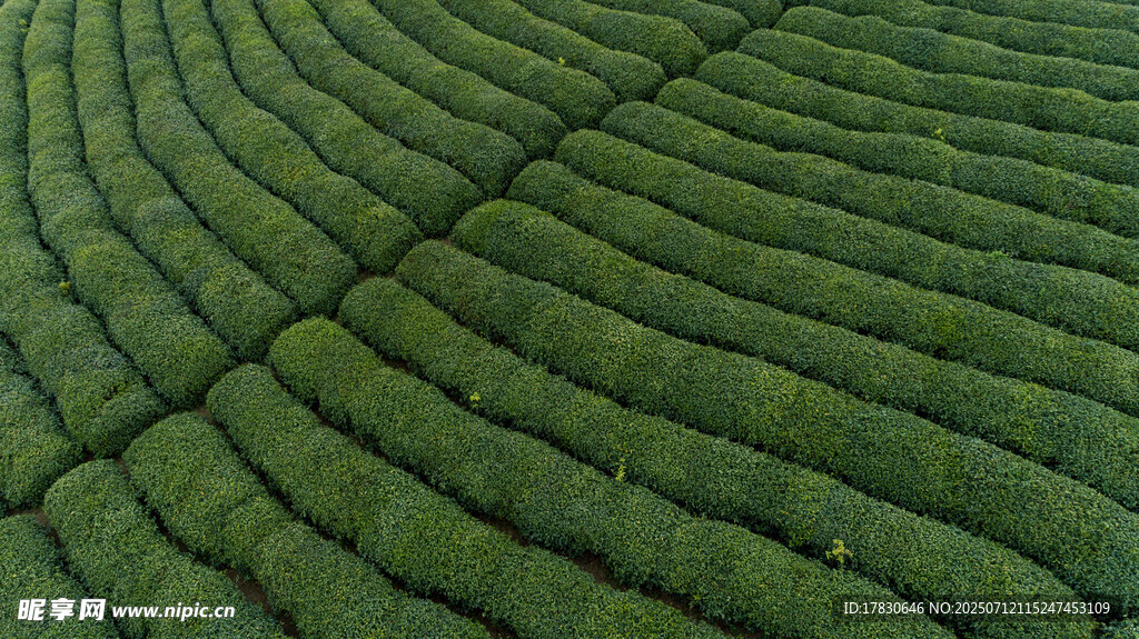 层层叠翠的规整茶园
