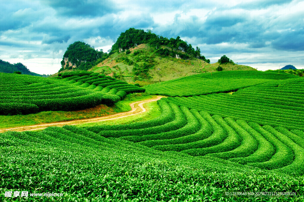 翠绿梯田茶园美景