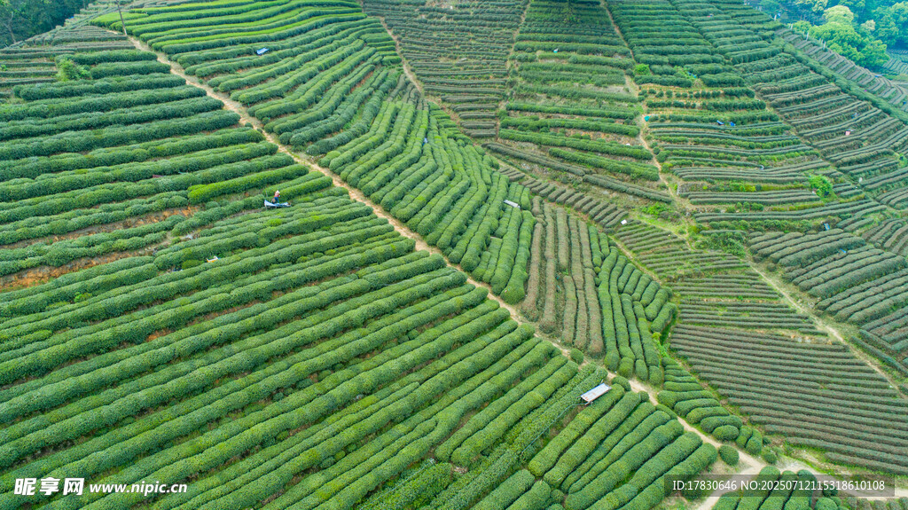 茶园