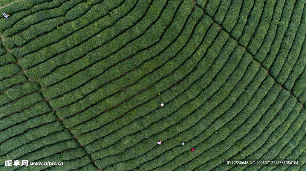 叶脉纹理特写