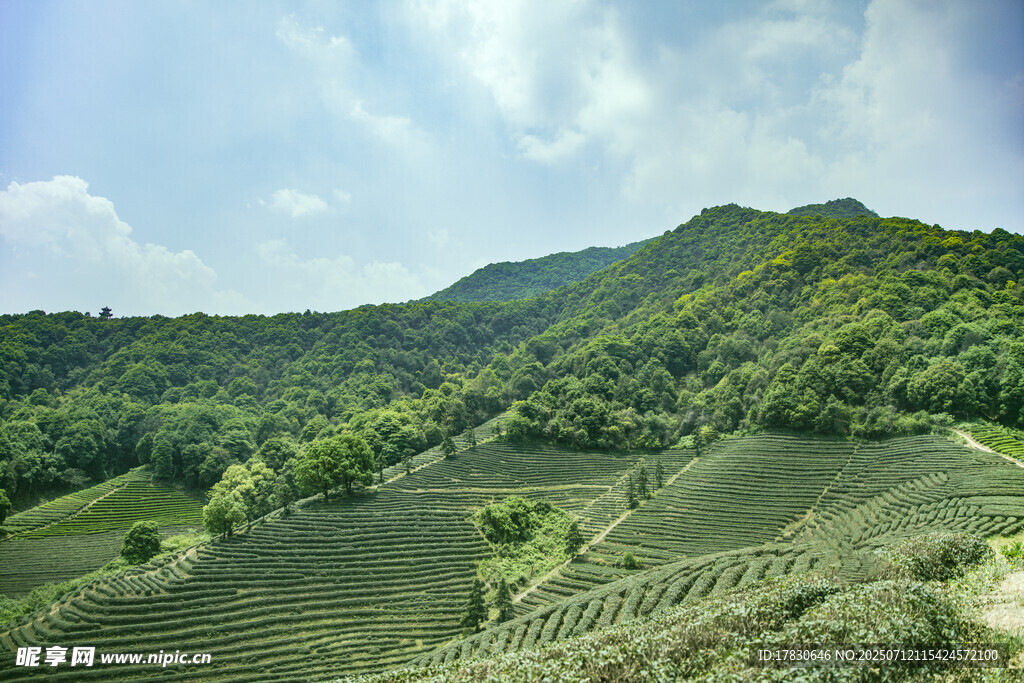 山间茶园美景