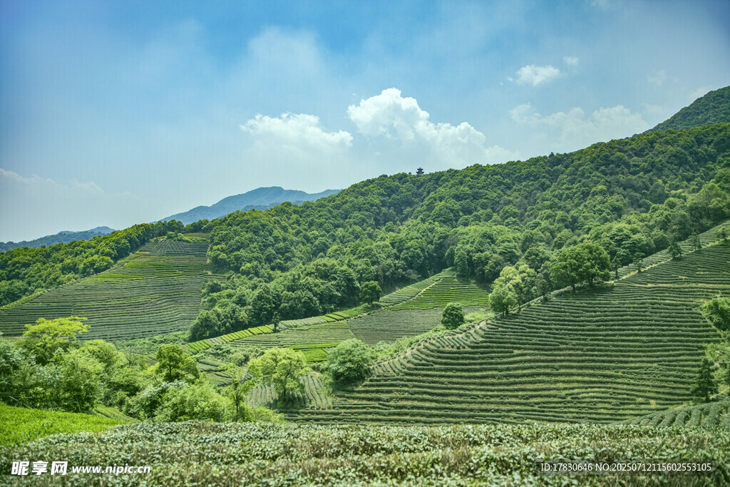 青山绿野间的清新茶园