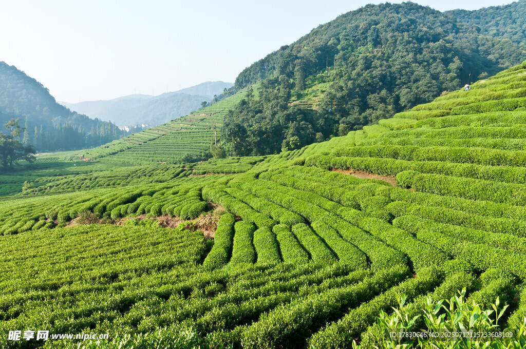 翠绿梯田茶园美景