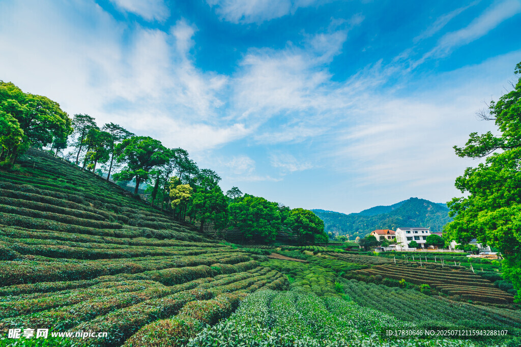 山间梯田茶园美景