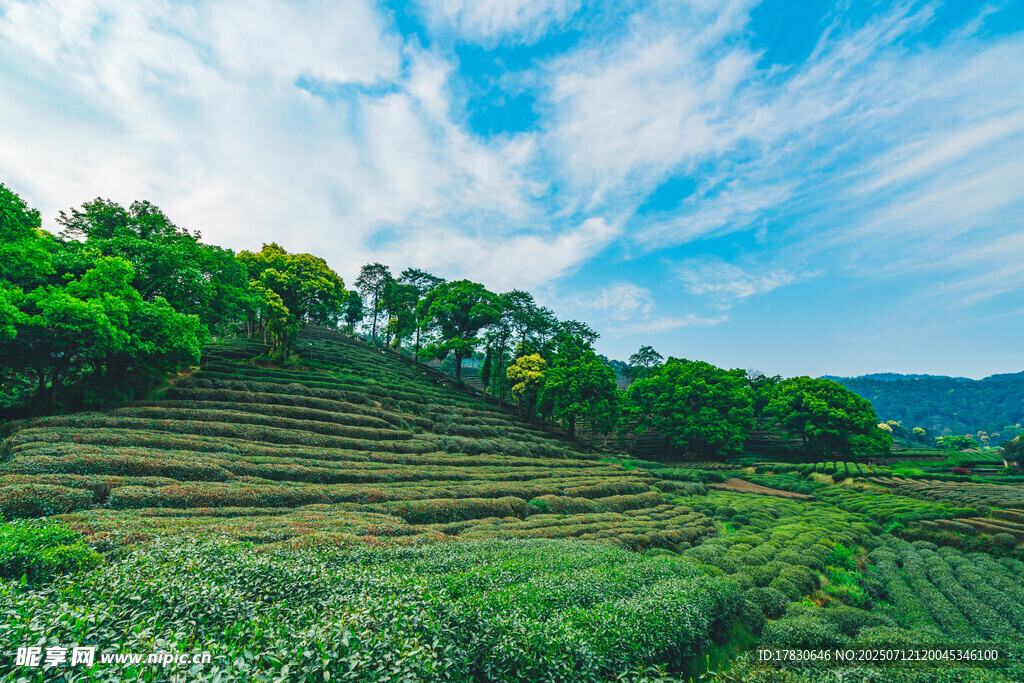 山间梯田茶园美景
