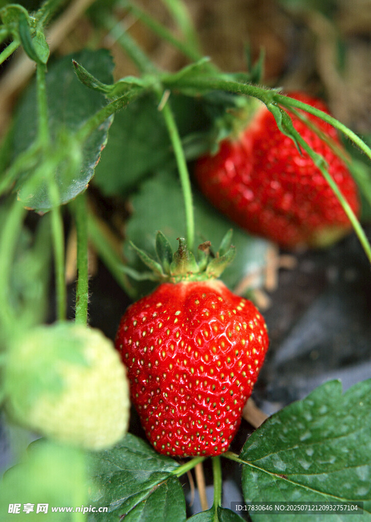 新鲜饱满的田间成熟草莓
