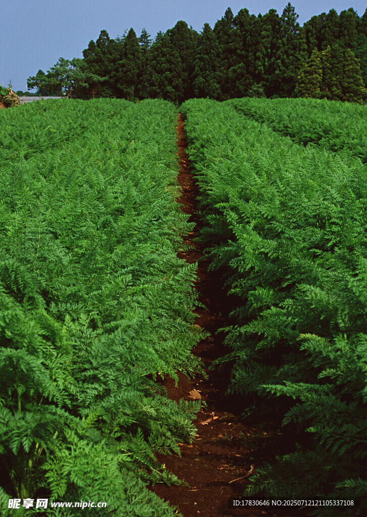 整齐排列的绿色植物田地