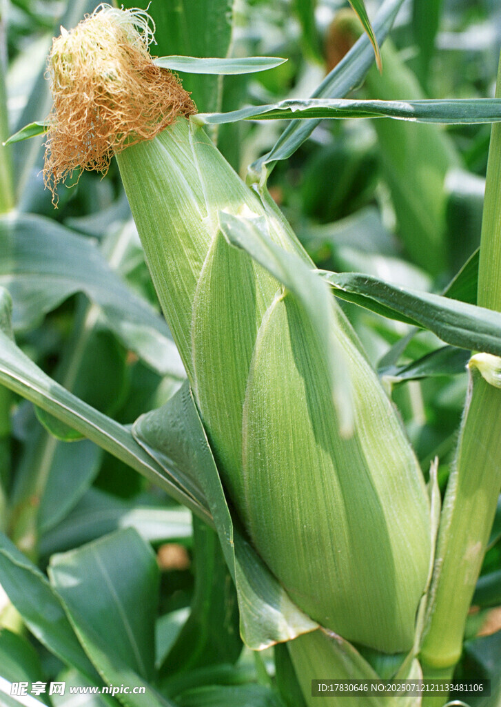 成熟玉米棒特写