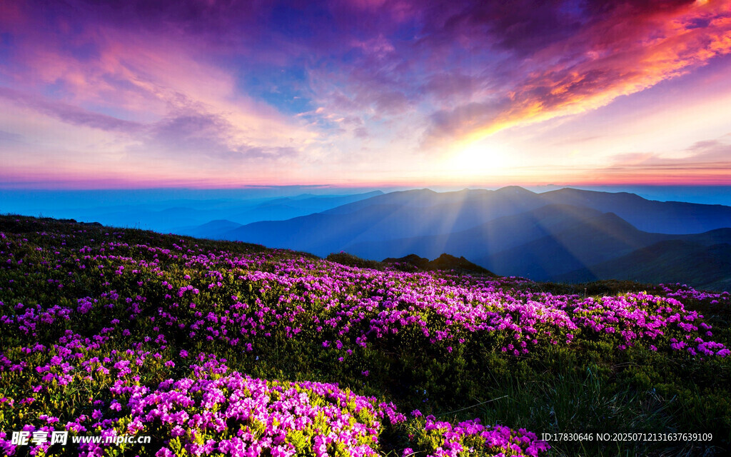 花海日出美景