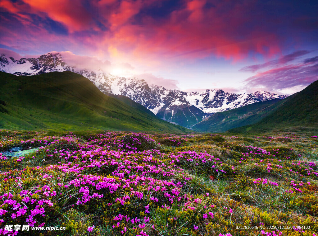 花海映雪山的梦幻美景