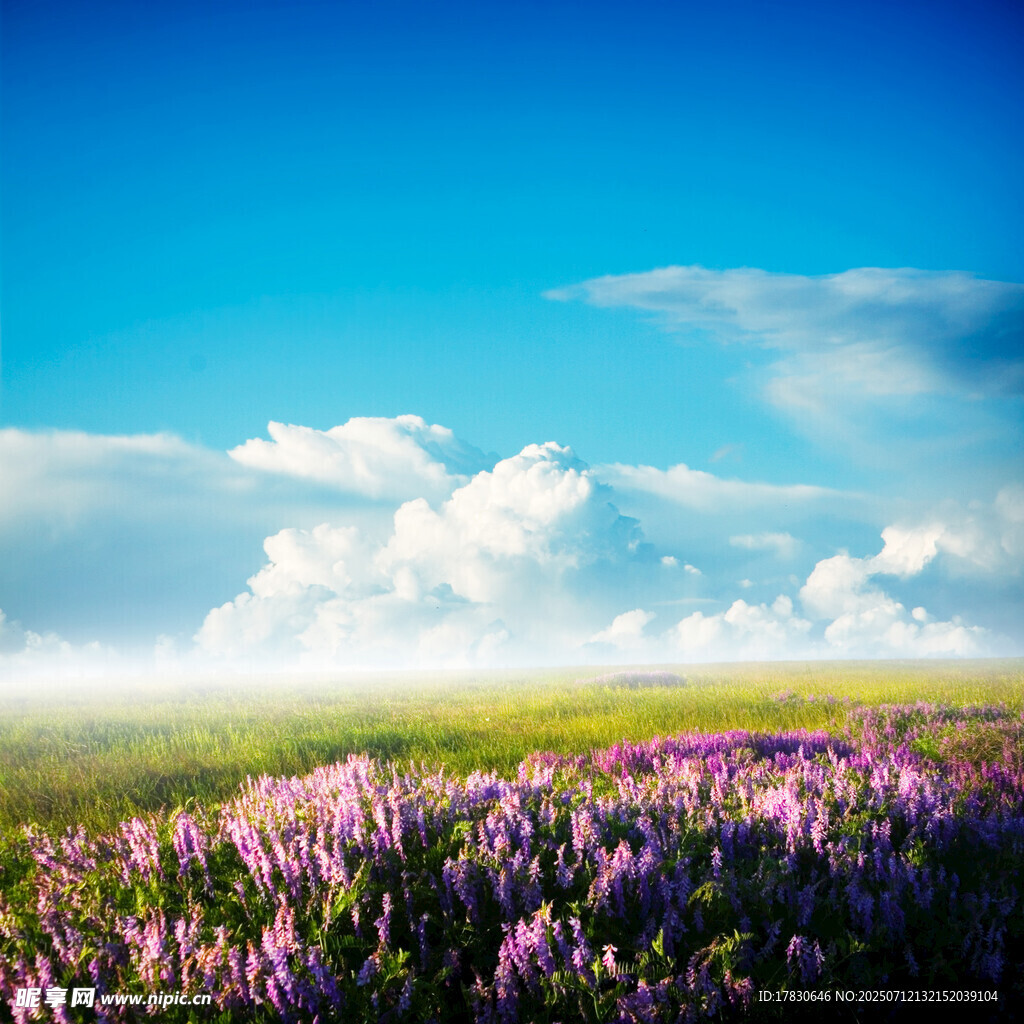 紫色花海与蓝天白云美景
