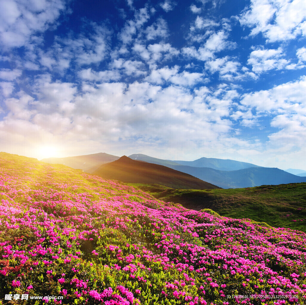 花海摄影图__自然风景_自然景观_摄影图库_昵图网