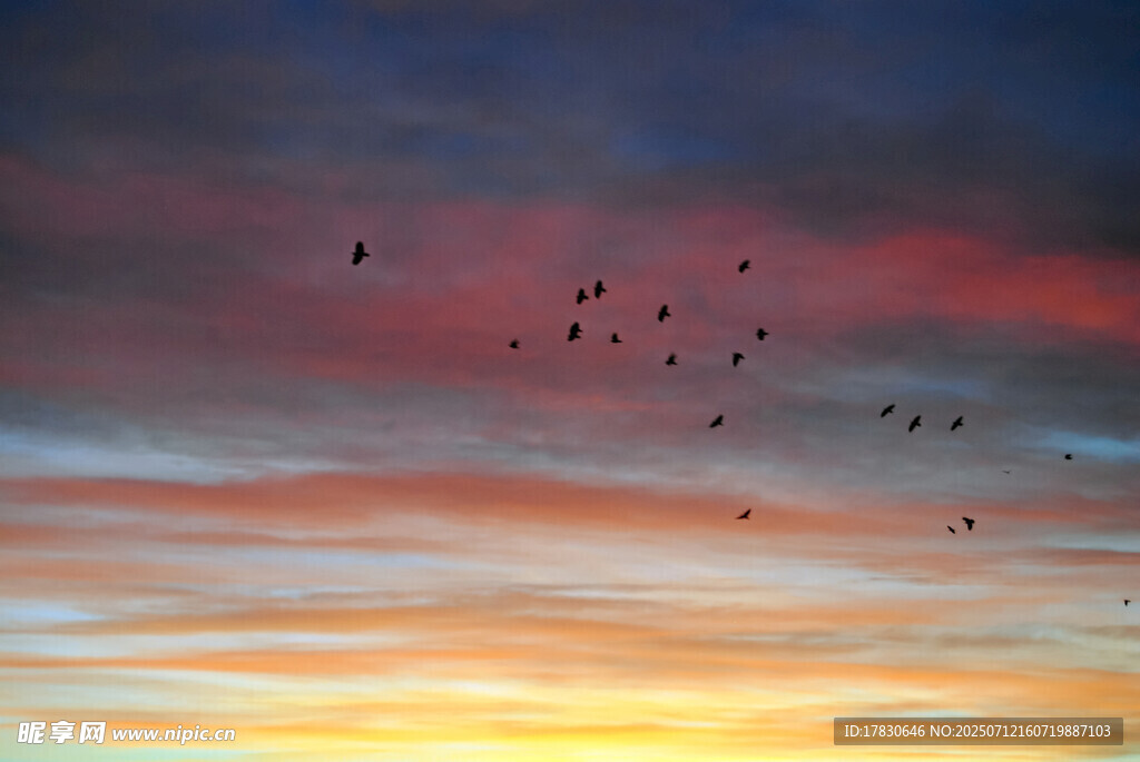 夕阳下群鸟翱翔天际
