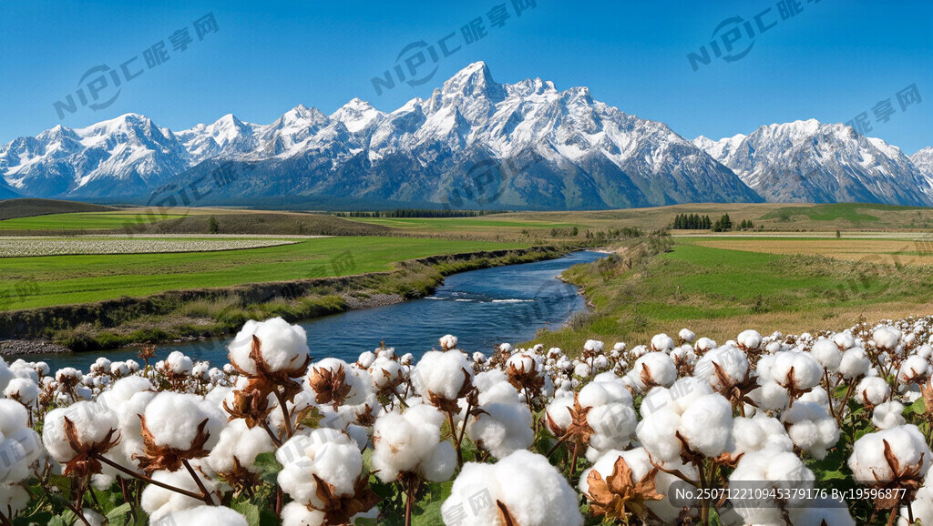 风景画 雪山 棉花地
