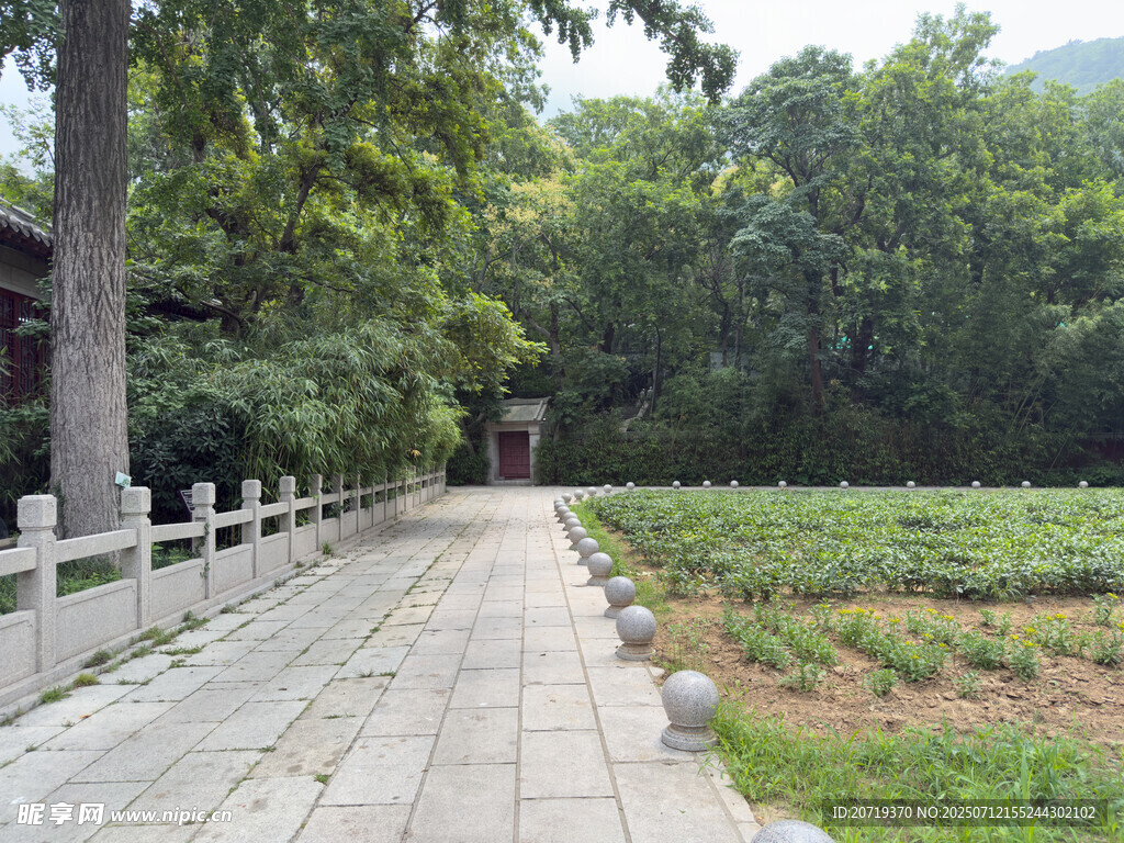 林间石板路静谧田园风光