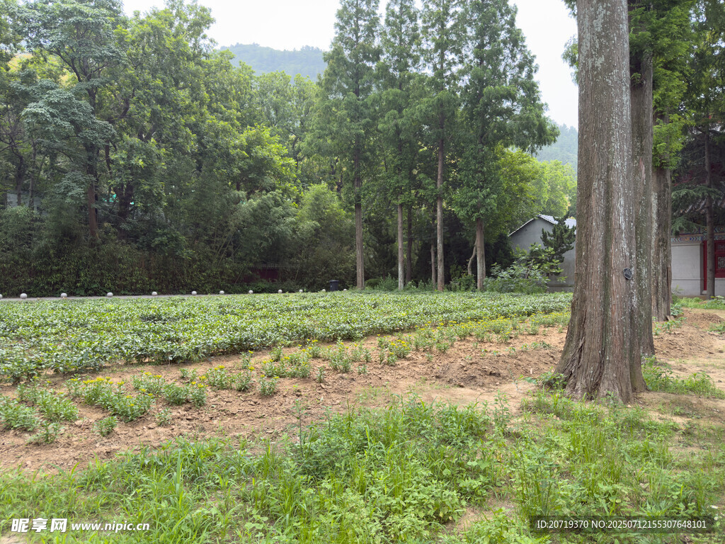 田野绿树风景