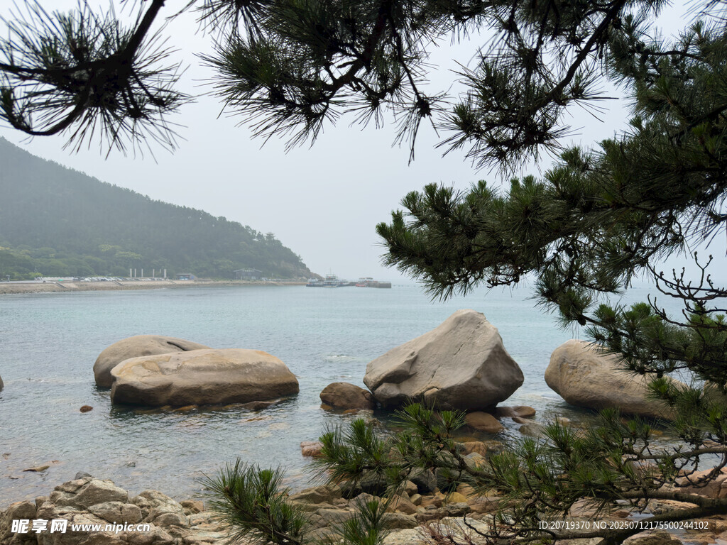 海边松影下的礁石景观