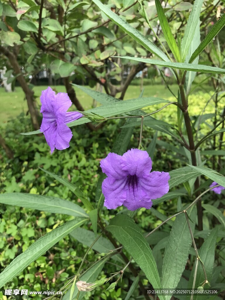 紫色绽放的美丽花卉
