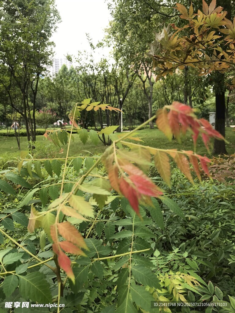 秋日斑斓植物景观