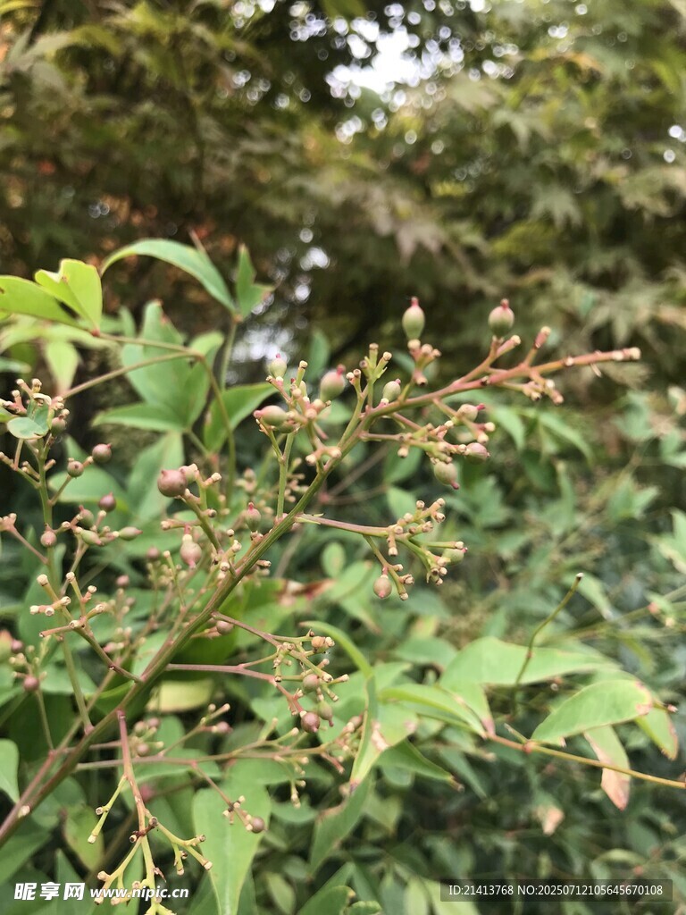 绿叶间的繁茂植物