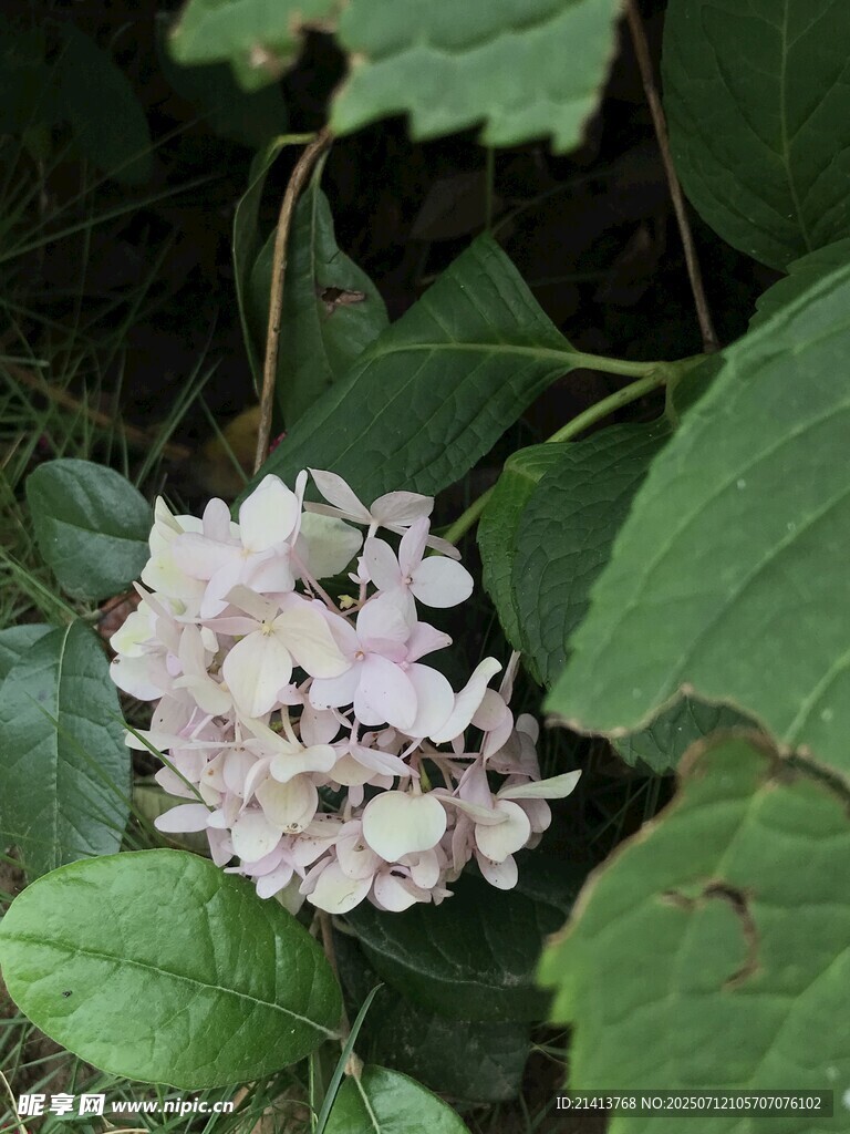 粉色绣球花绽放绿叶间