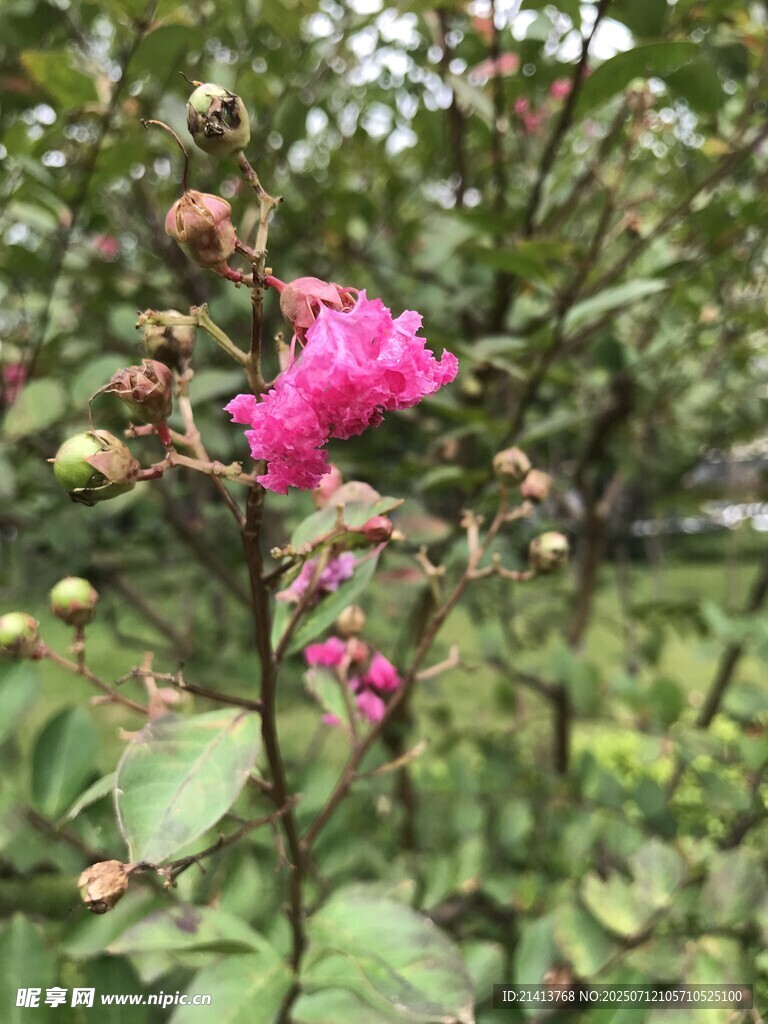 娇艳绽放的粉色花卉